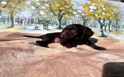 Cocker Spaniel dogs for sale: Kc Cocker spaniel puppys - Image 8