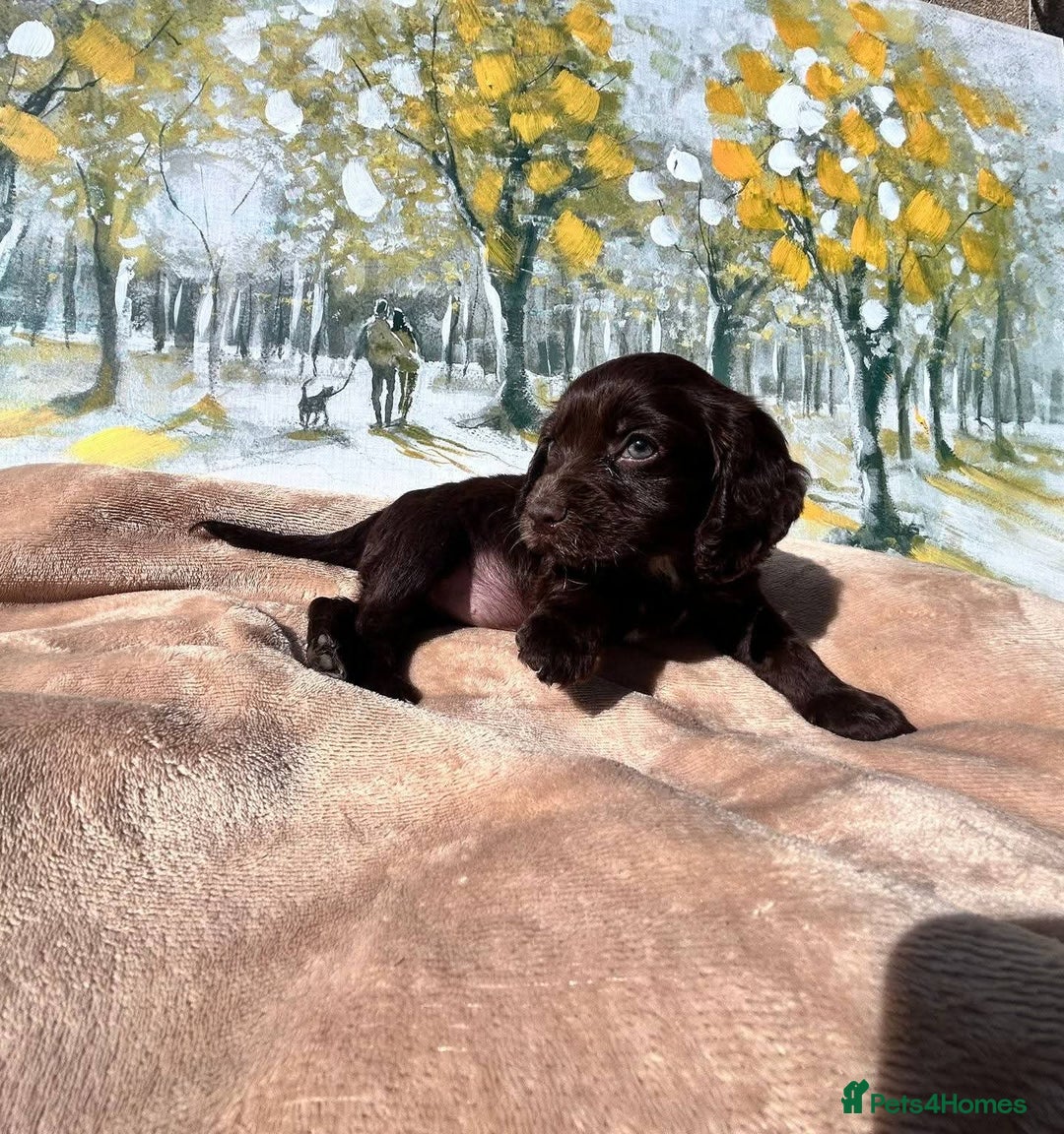 Cocker Spaniel dogs for sale: Kc Cocker spaniel puppys - Image 8