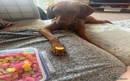 Hungarian Vizsla dogs for sale: 1 year old female.  - Image 3