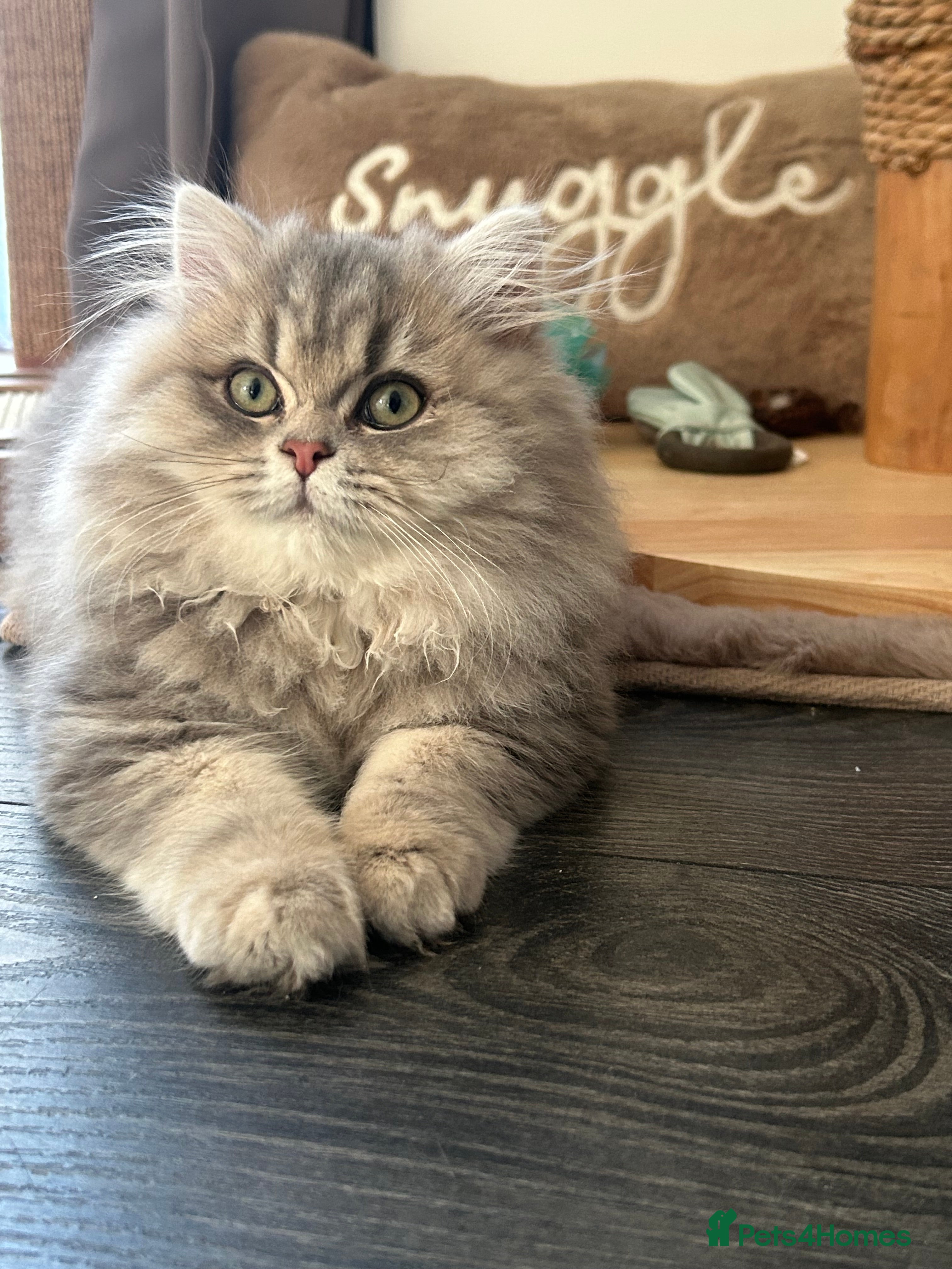 British Longhair cats Blue golden British long hair  - Advert 15