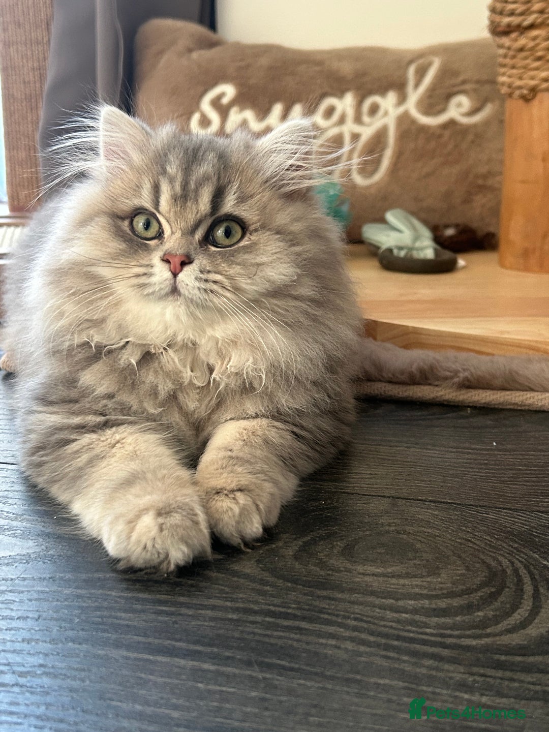 British Longhair cats for sale: Blue golden British long hair  - Advert 2