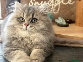 British Longhair cats Blue golden British long hair - Advert 15