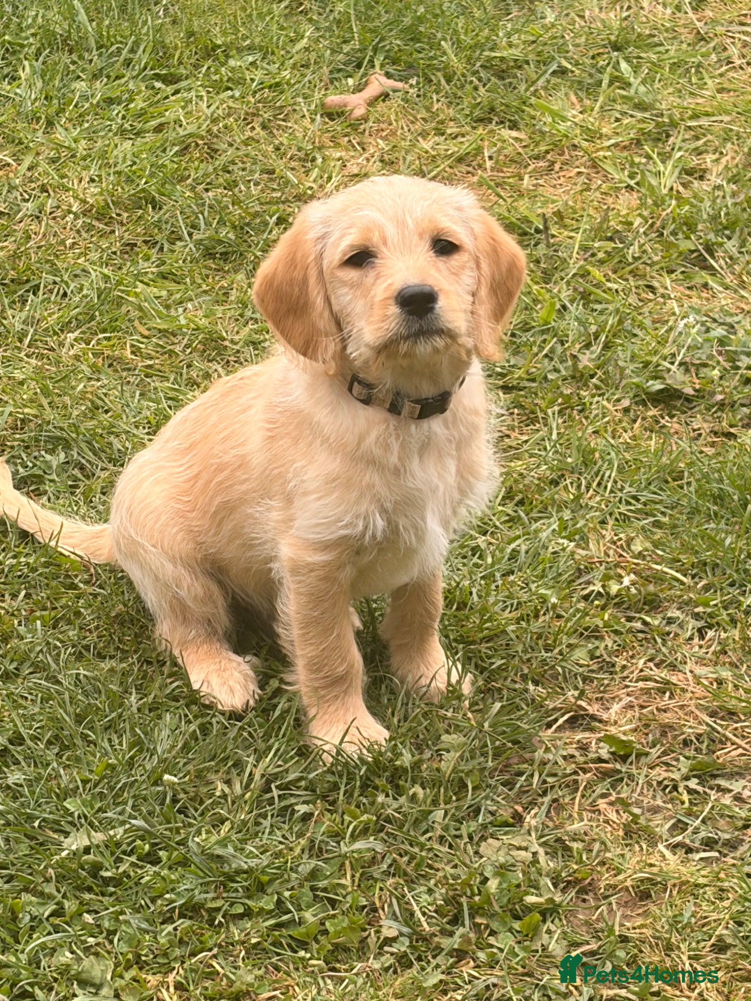 Labradoodle dogs Red/light apricot Labradoodles for sale  - Advert 9