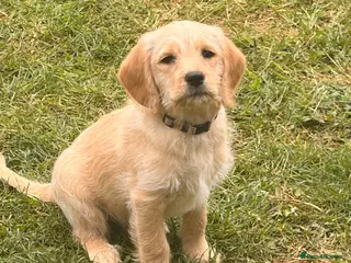 Labradoodle dogs Red/light apricot Labradoodles for sale - Advert 9