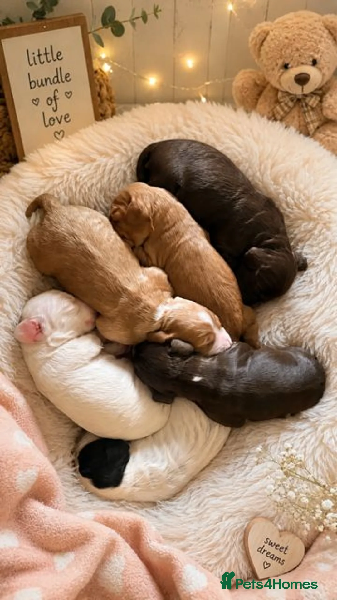 Cocker Spaniel dogs for sale: Cocker Spaniel Puppies - Advert 2