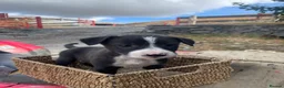 Mixed Breed dogs for sale: Working dogs - Advert 10