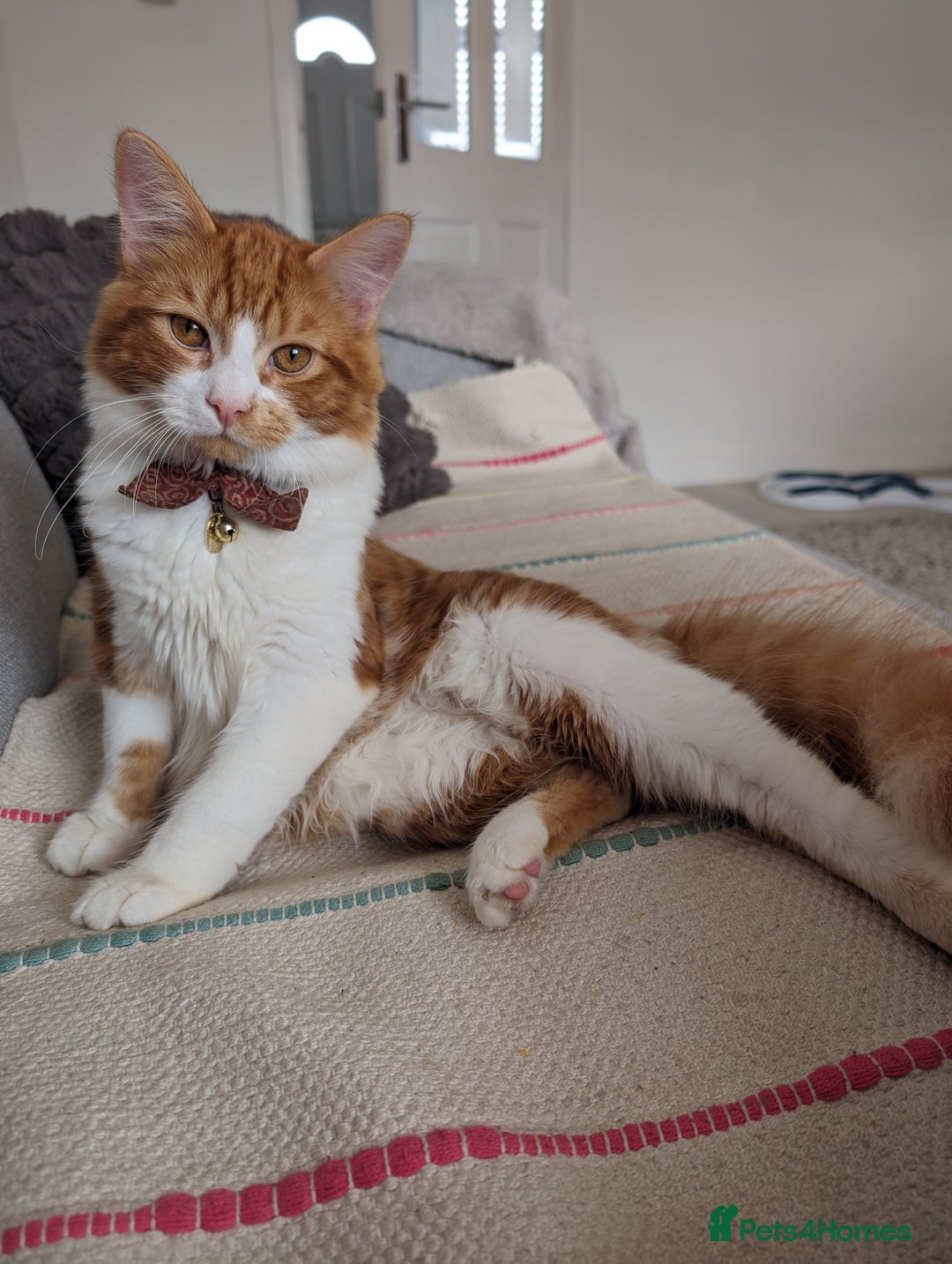 Mixed Breed cats for sale: Cats 🥰 - Advert 3