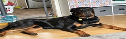 Rottweiler dogs for stud: Rottie male for stud in Ayr - Advert 6
