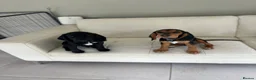Bocker dogs for sale: Speagle Puppies in Warwick - Advert 1