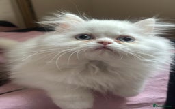 Persian cats for sale: Pure Persian baby's looking lovely home   - Image 4