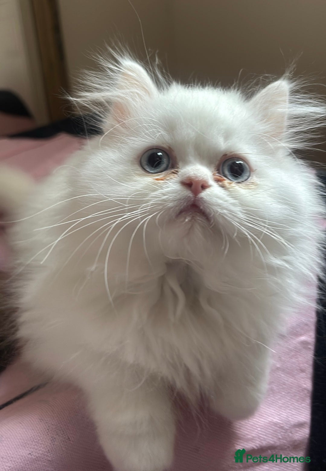 Persian cats for sale: Pure Persian baby's looking lovely home   - Image 4