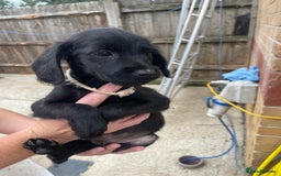 Mixed Breed dogs for sale: Cocker spaniel x lurcher ready to go now !!  - Image 5