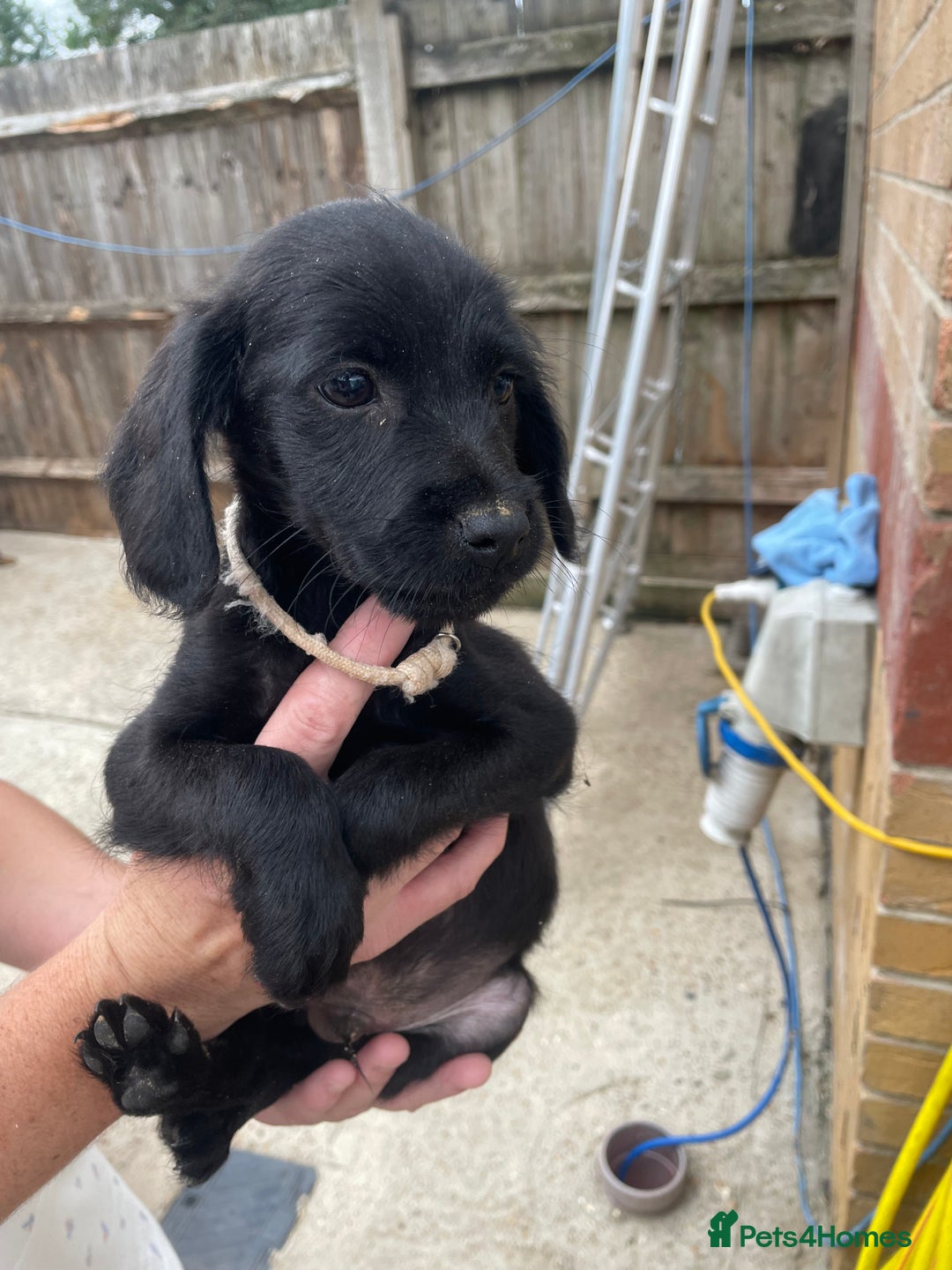 Mixed Breed dogs for sale: Cocker spaniel x lurcher ready to go now !!  - Image 5