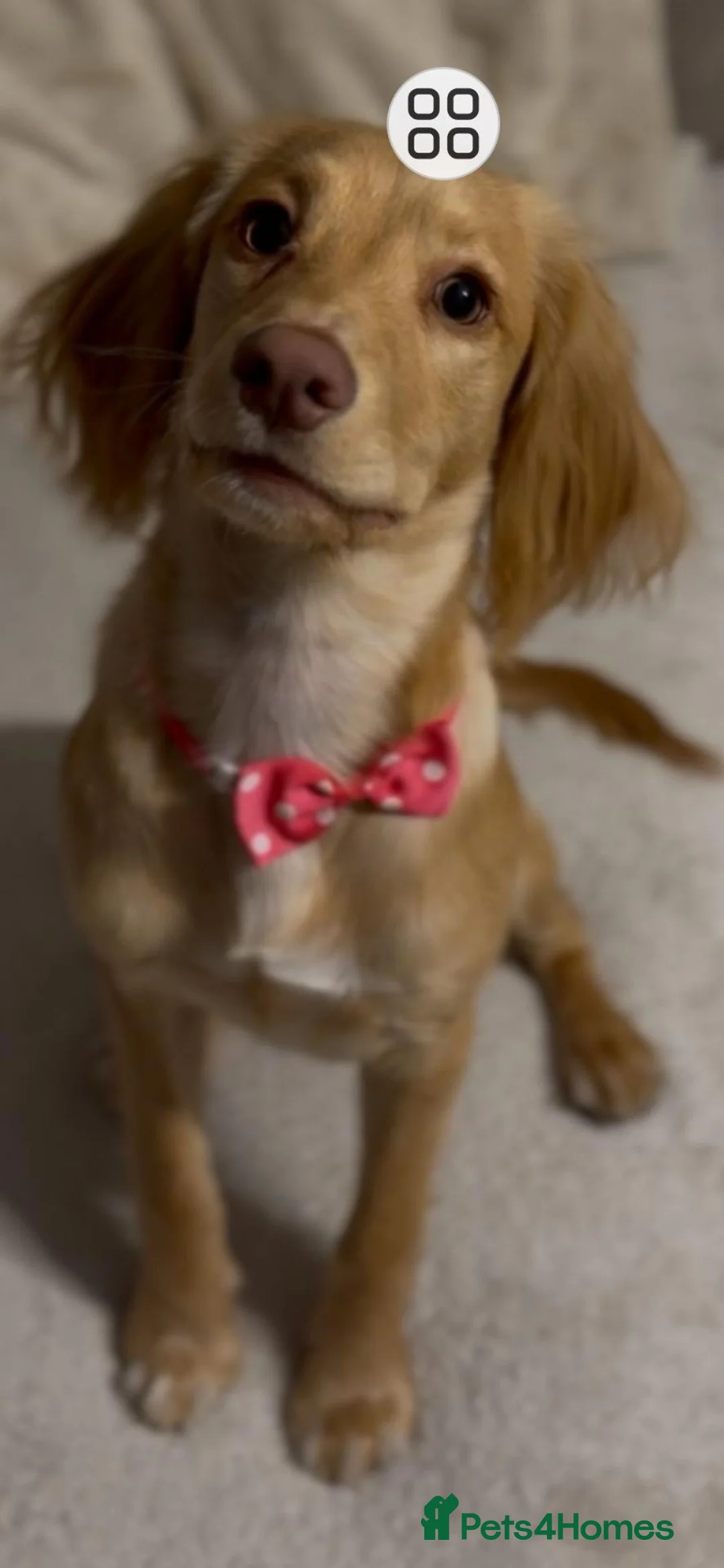 Cocker Spaniel dogs for sale: Jojoa female cocker spaniel  in Stone - Advert 2