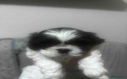 Mixed Breed dogs for sale: Shishon cross japanese chin  - Image 3