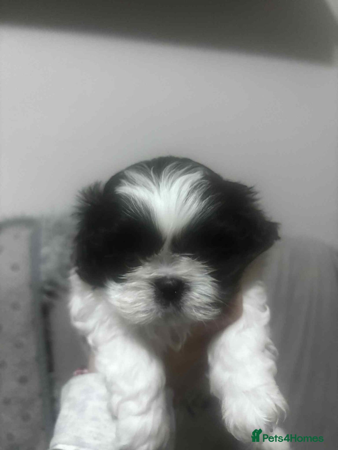 Mixed Breed dogs for sale: Shishon cross japanese chin  - Image 3