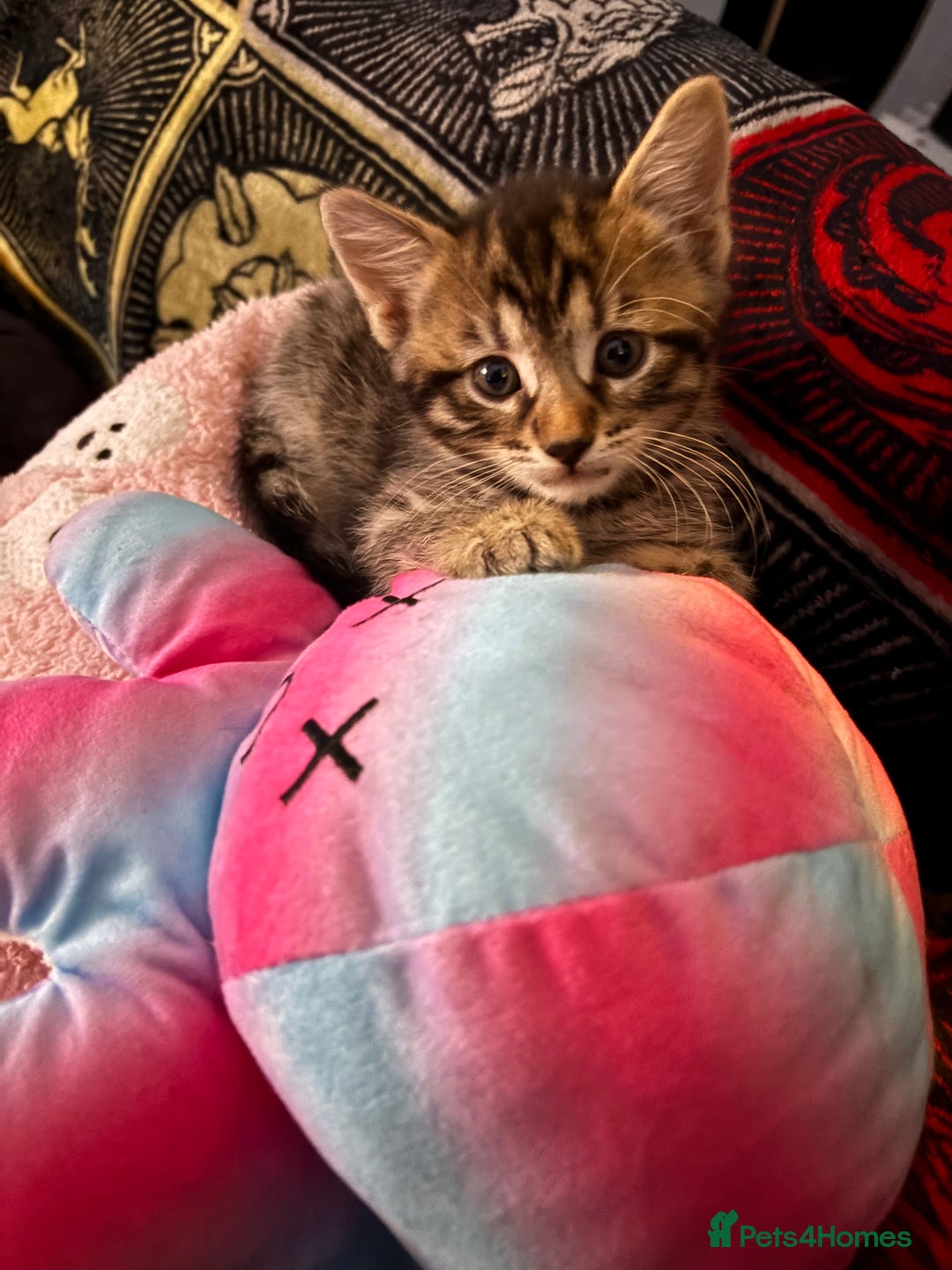 Domestic Shorthair cats for sale: Domestic shorthaired kittens - Advert 9