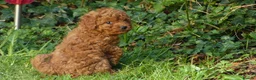 Cavapoo dogs for stud: Cavapoo stud dog Hipscored DNA tested in Winkleigh - Advert 5