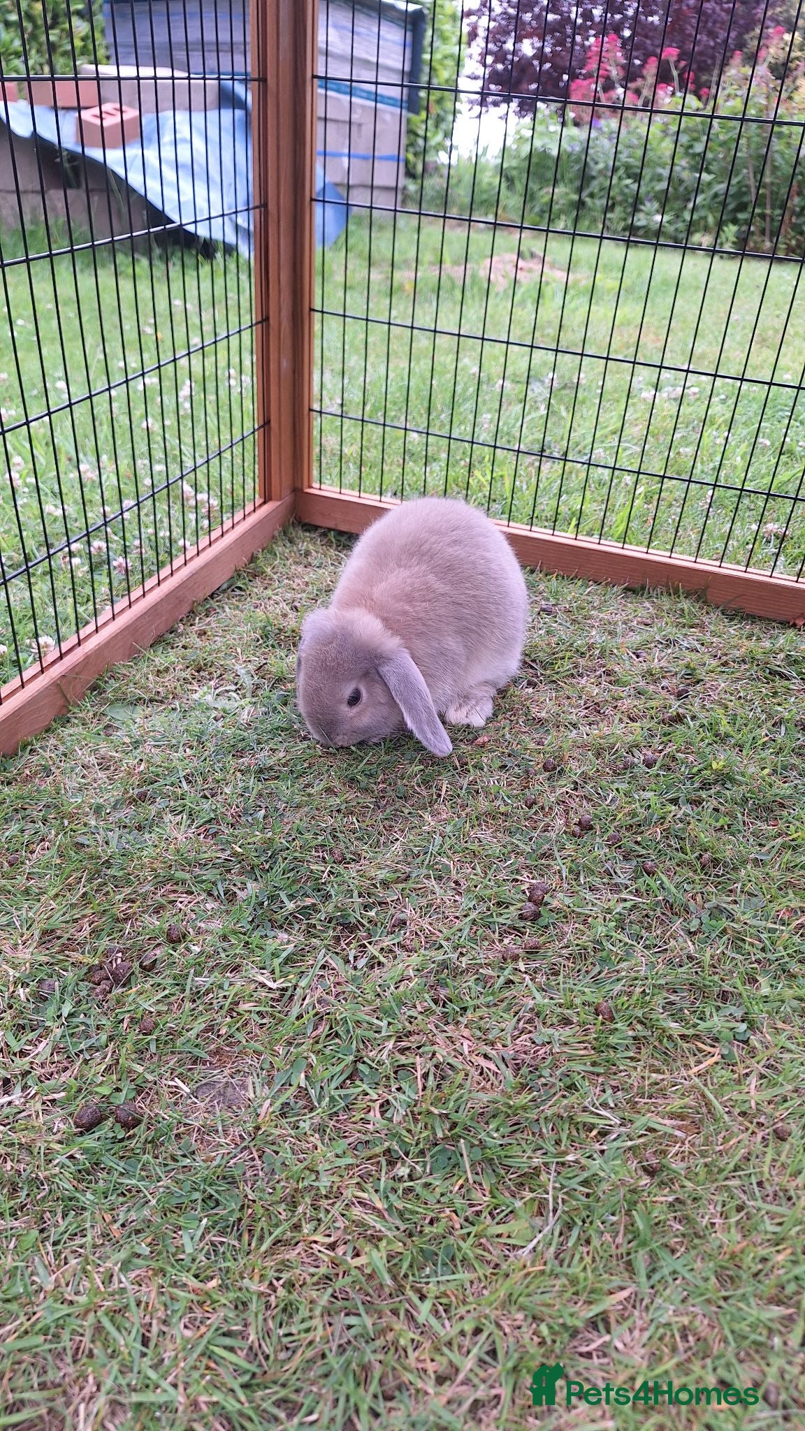 Mini Lop rabbits Beautiful mini lops - Advert 1
