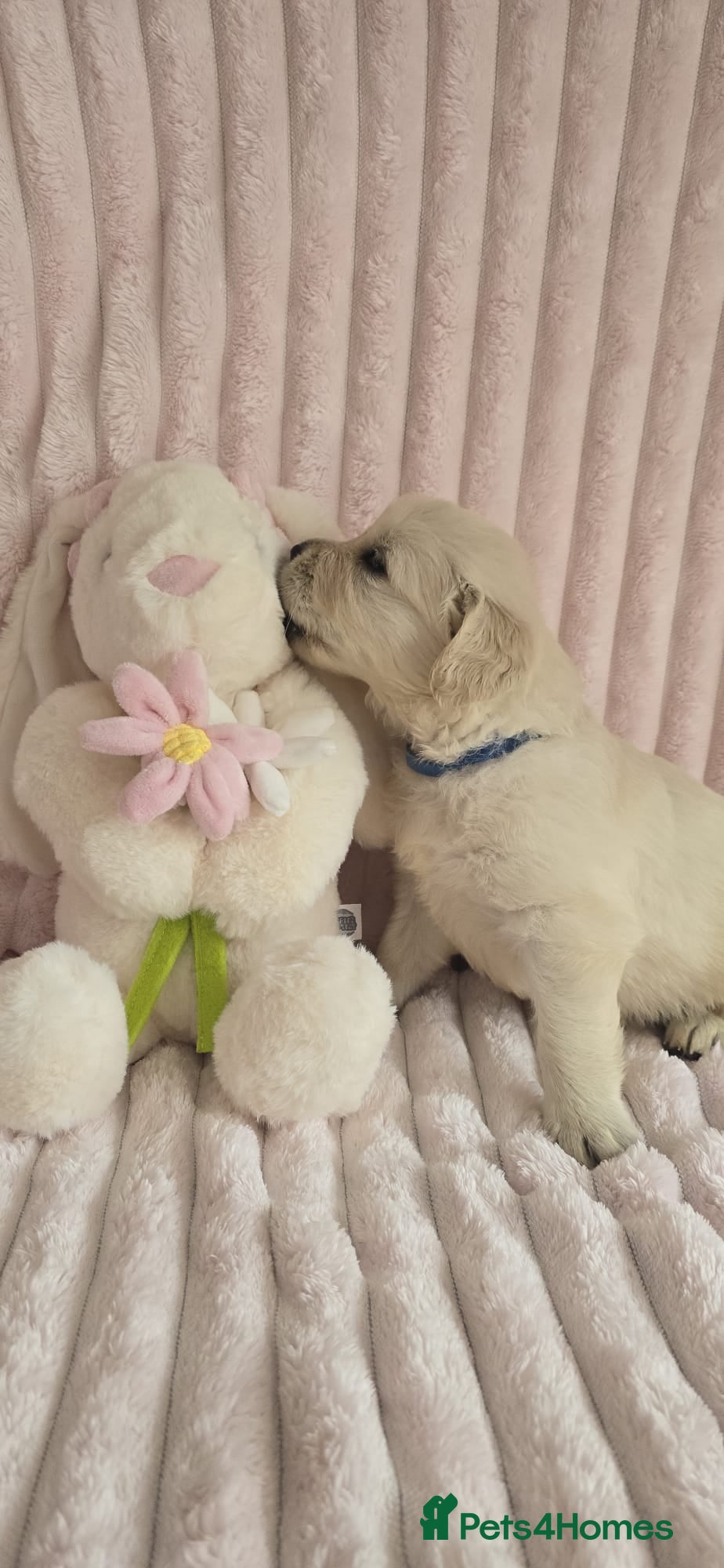 Golden Retriever dogs KC Registered Showline Golden Retriever Puppies - Advert 17