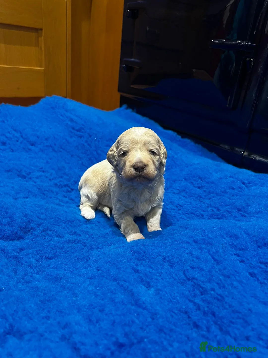 Mixed Breed dogs for sale: Miniature Multi-Gen Australian Labradoodle Puppies in South Molton - Advert 9