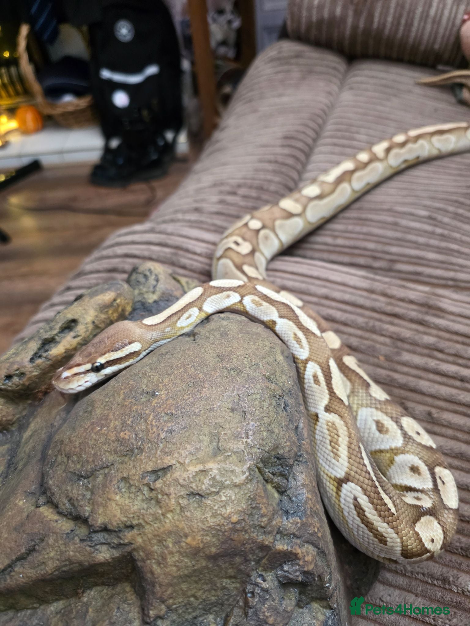 Python Snake reptiles Ball python  - Advert 6