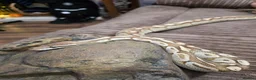 Python Snake reptiles for sale: Ball python  in Buxton - Advert 1