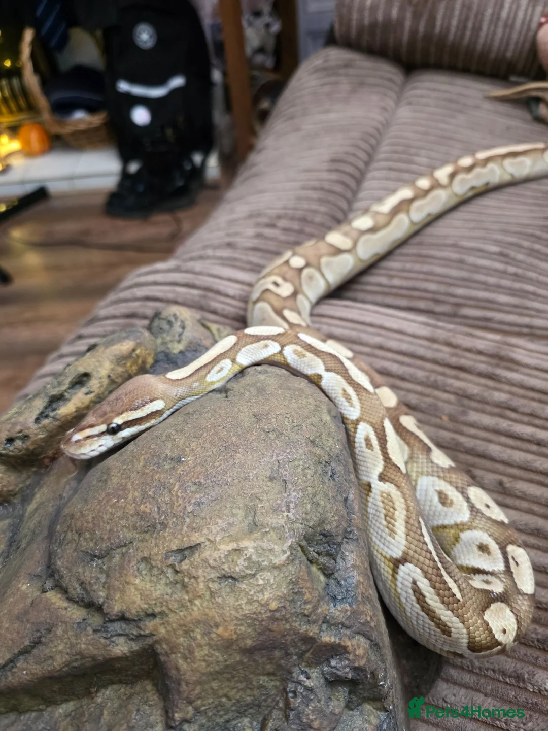 Python Snake reptiles for sale: Ball python  in Buxton - Advert 1