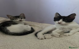 Mixed Breed cats for sale: RARE female polydactyl and one male kitten - Image 2