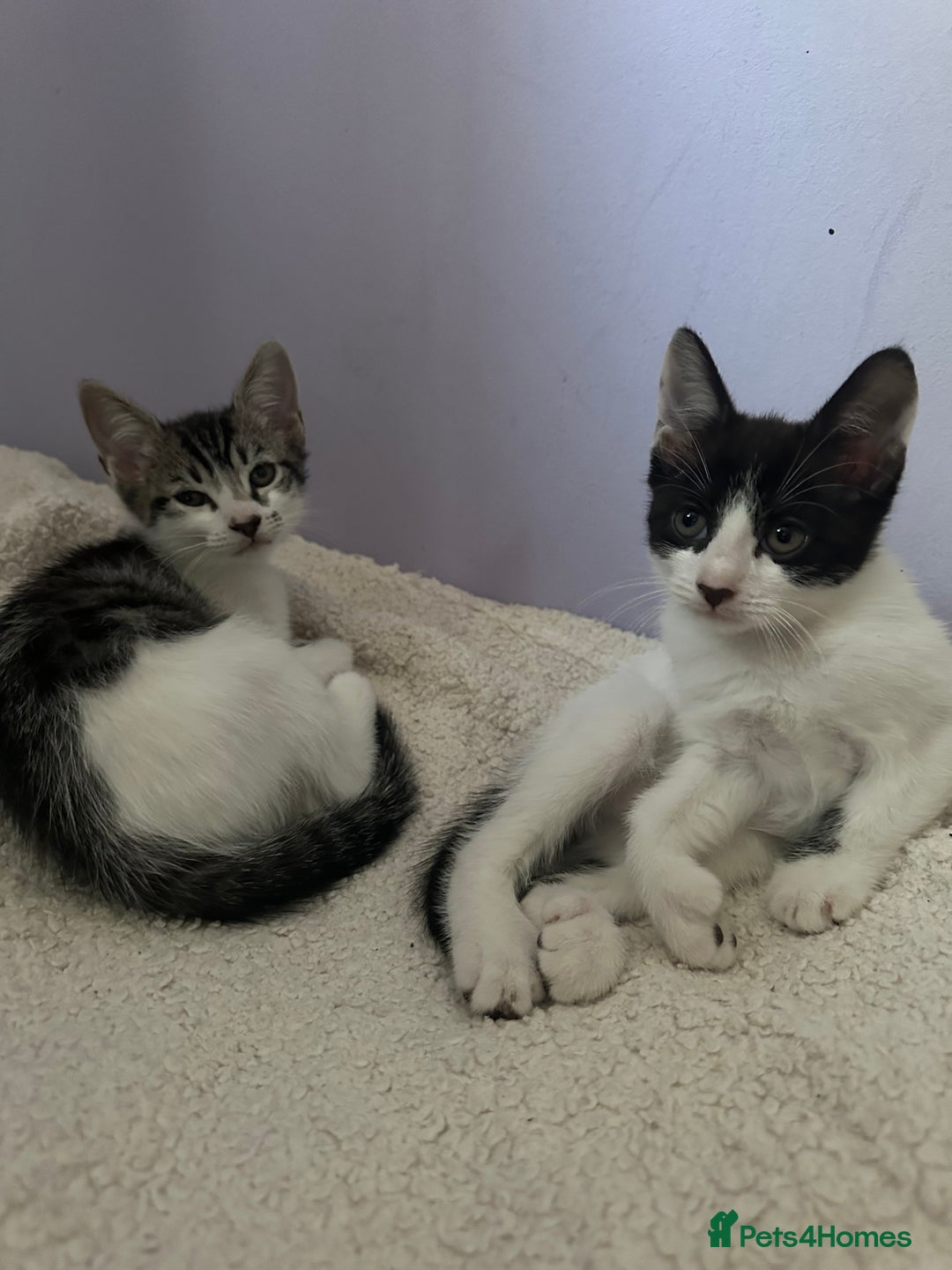 Mixed Breed cats for sale: RARE female polydactyl and one male kitten - Image 2