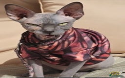 Sphynx cats for sale: FEMALE SPHYNX CAT - Image 2
