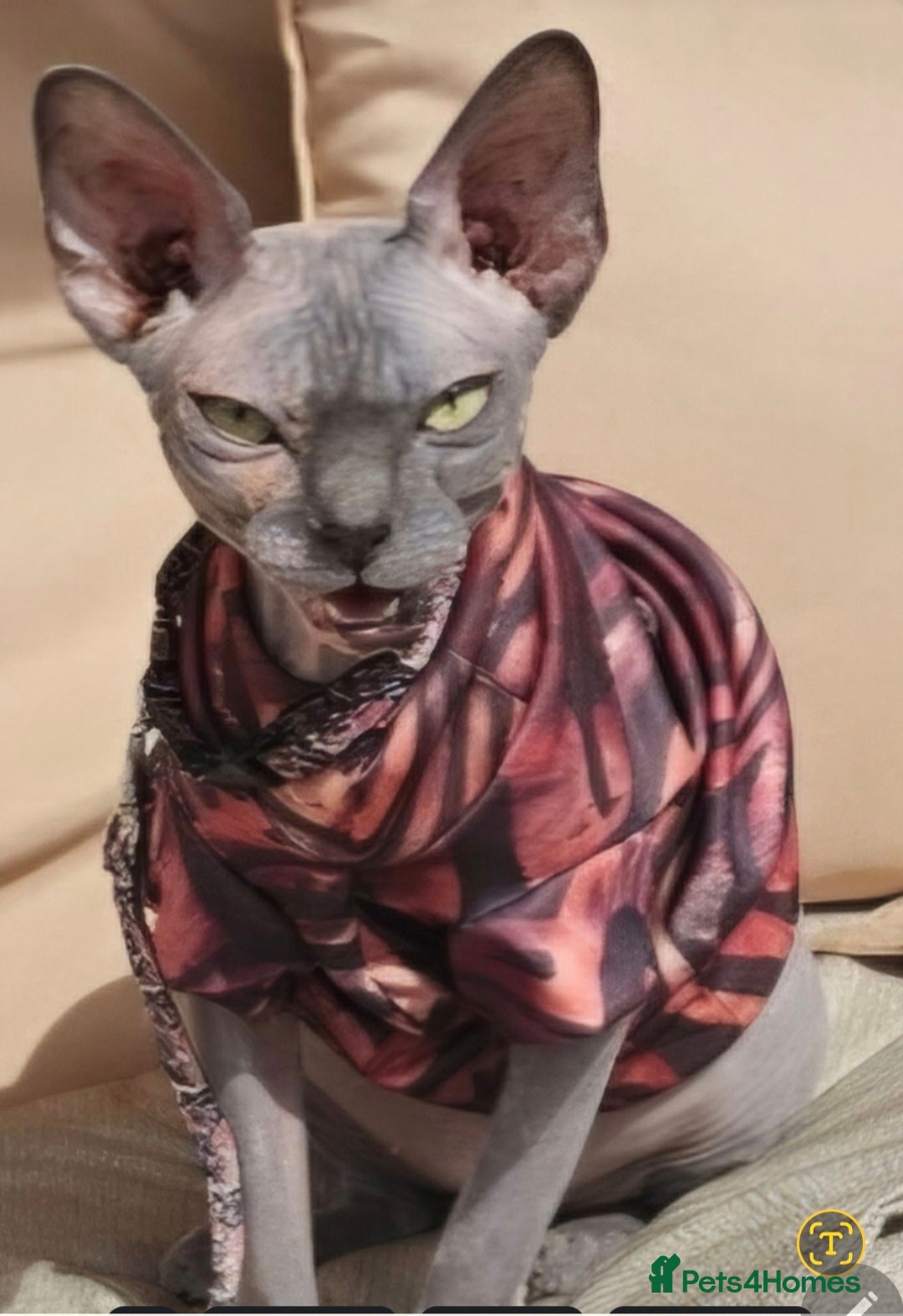 Sphynx cats for sale: FEMALE SPHYNX CAT - Image 2