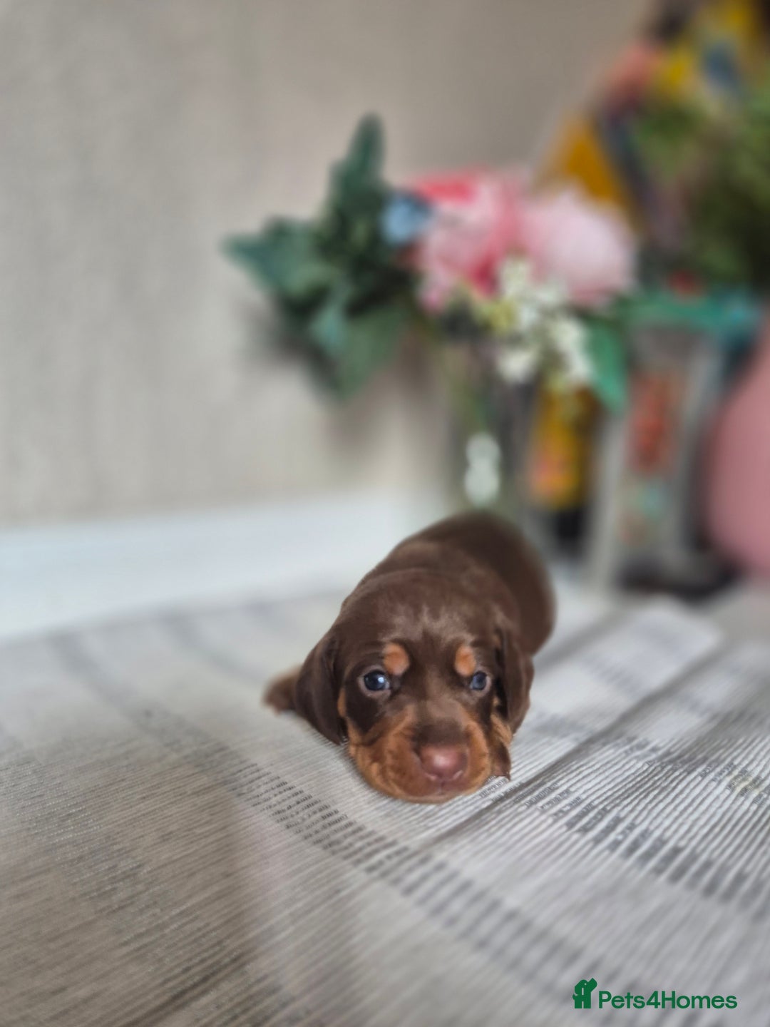 Dachshund dogs for sale: Miniature dachshund puppies PRA CLR - Image 7