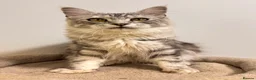 Maine Coon cats for sale: Beautiful TICA-Registered Female Maine Coons Ready - Advert 5