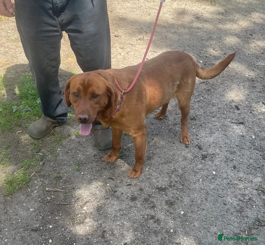 Labrador Retriever dogs for sale: Kc registered working Labrador puppies  - Advert 2
