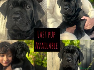 Mixed Breed dogs - Advert 12