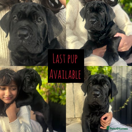 Mixed Breed dogs - Advert 15