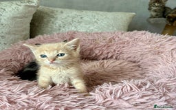 Ragdoll cats for sale: Ragdoll x - Image 7