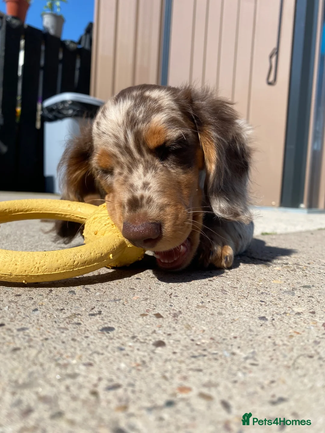 Miniature Dachshund dogs for sale: Miniature long haired dachund - Advert 2