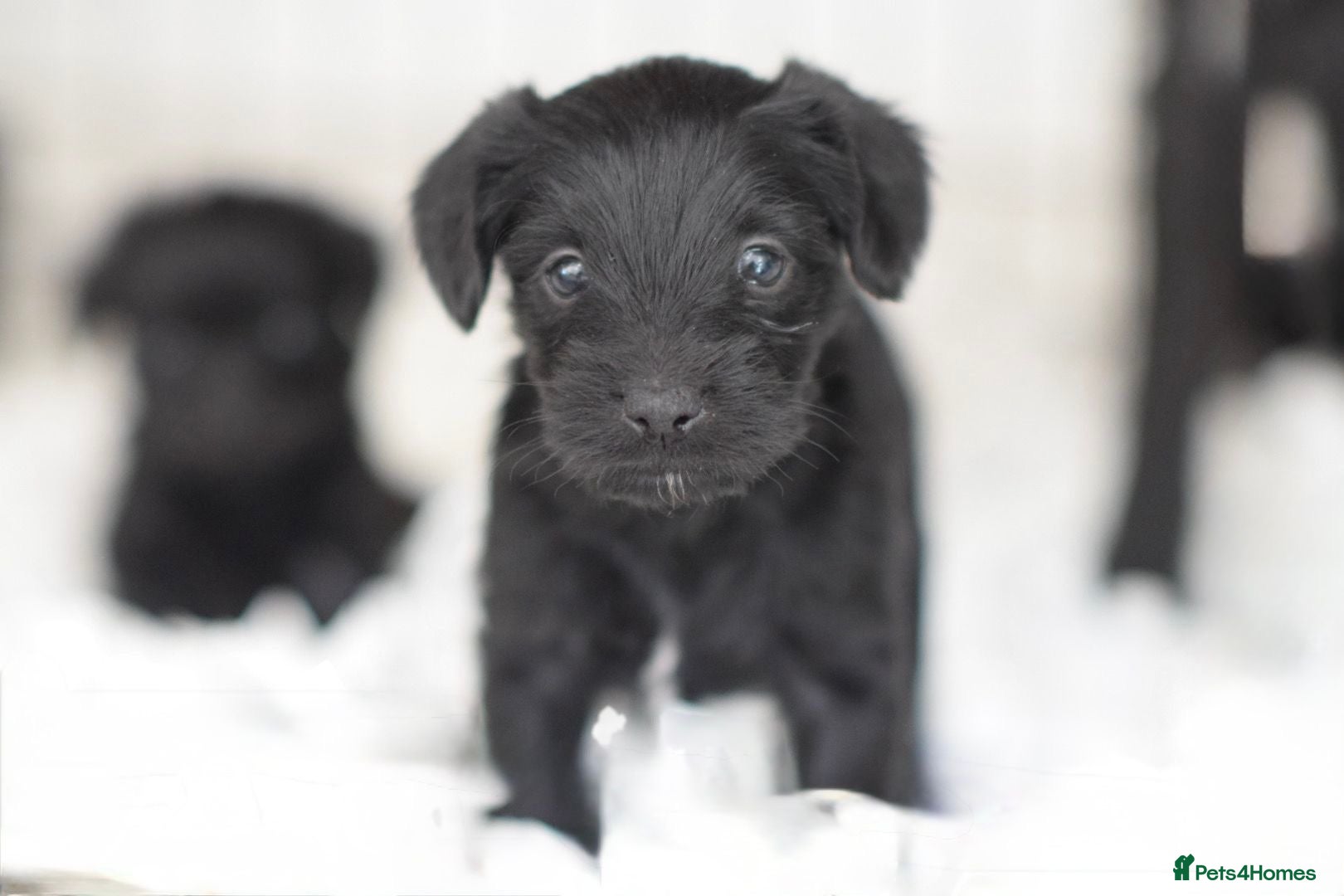 Mixed Breed dogs Council approved 5⭐️Rated Licensed Registered  - Advert 9