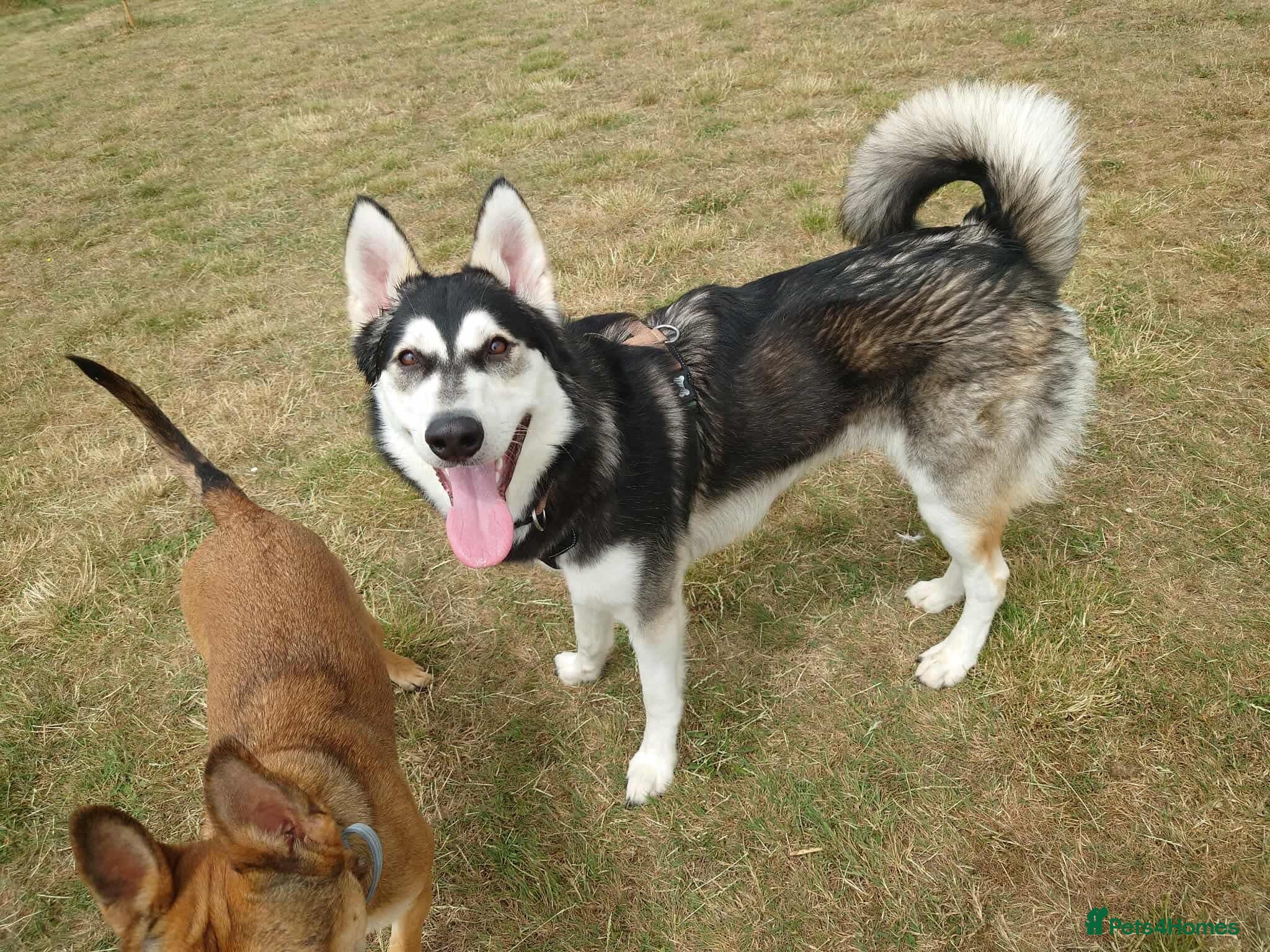 Utonagan dogs Loving Husky/Malamute for rehoming - Advert 3