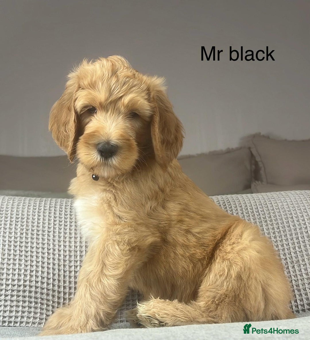 Irish Doodle dogs for sale: The perfect Doodle - Advert 4