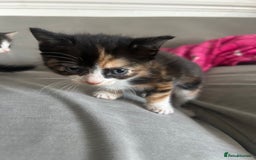 Savannah cats for sale: 4 kittens  - Image 8