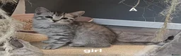 Maine Coon cats for sale: Maine coon cross kittens  - Advert 14