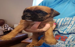 Boxer dogs for sale: 🌟🩷COI 0.5% KC REG BOBTAIL GIRL🩷🌟 - Image 25