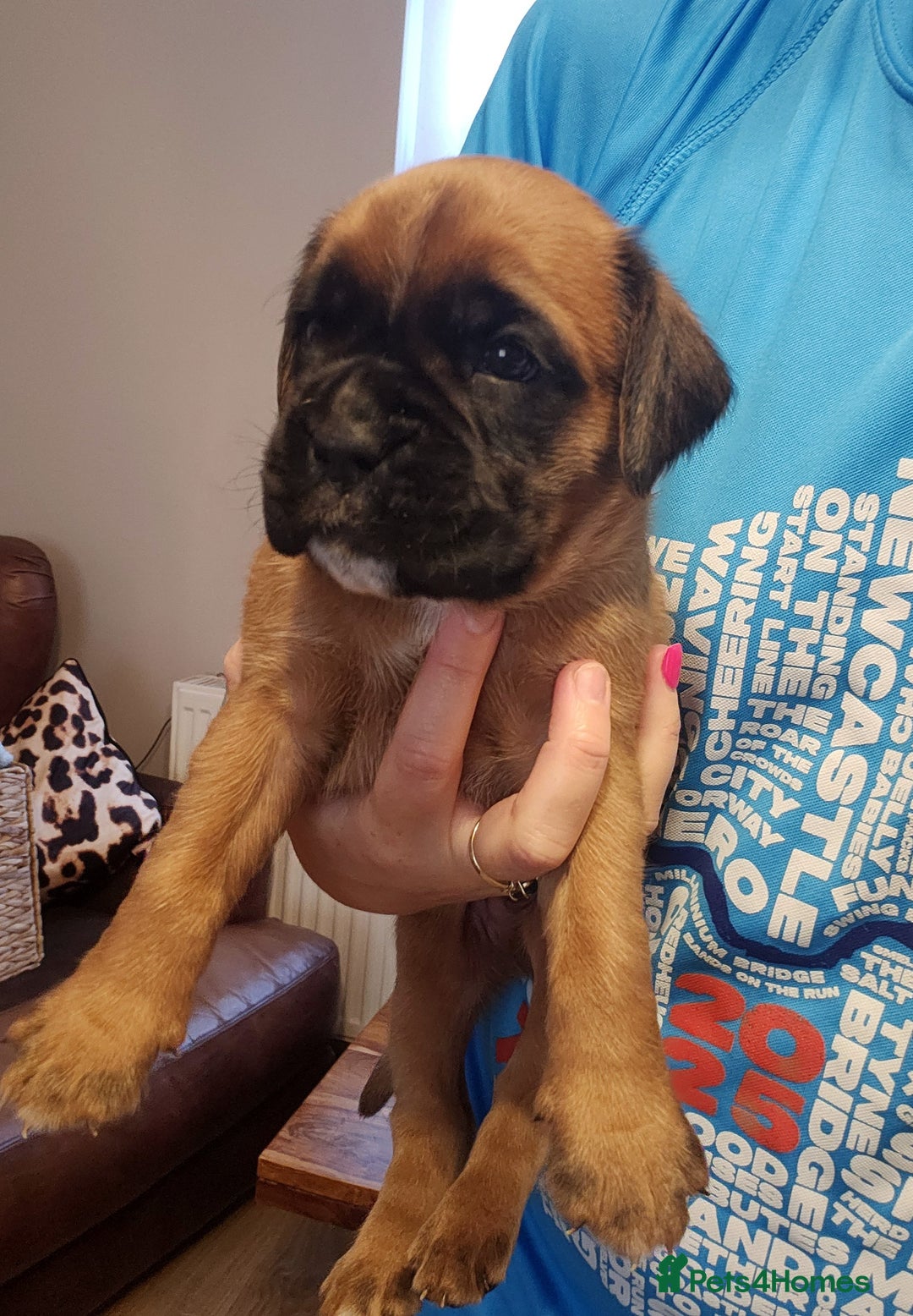 Boxer dogs for sale: 🌟🩷COI 0.5% KC REG BOBTAIL GIRL🩷🌟 - Image 25