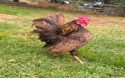 Chickens poultry for sale: Serama Cockerels Looking for New Homes - Image 1