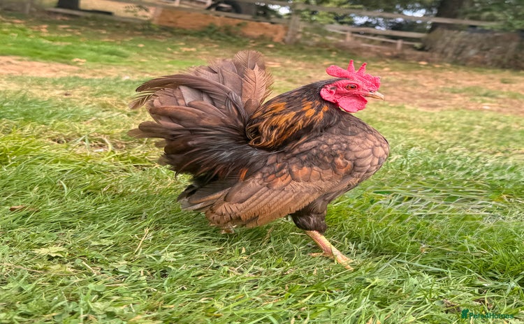 Chickens poultry - Advert 3