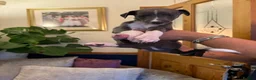Whippet dogs for sale: Whippet puppies for sale - Advert 12