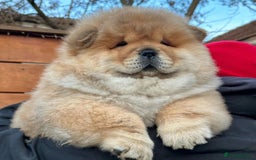 Chow Chow dogs for sale: Kc Registered Chow Chow Pups - Image 9